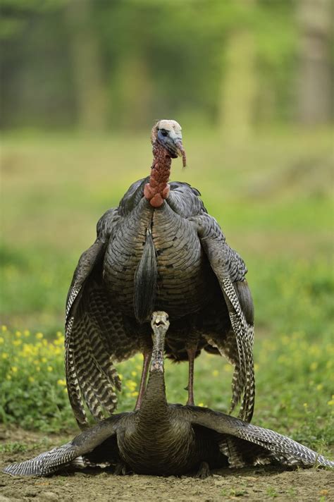 Consistency of Breeding and Nesting Efforts - Wild Turkey Lab