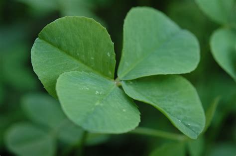 Good Luck Symbols Around The World