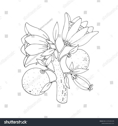 Orange Tree Drawing Blossom Tree Illustration Stock Vector (Royalty ...