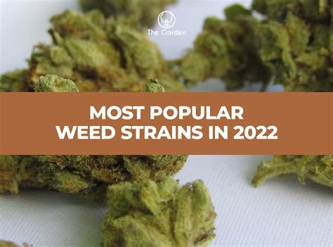 Most Popular Weed Strains In 2024