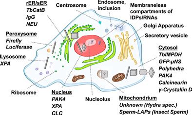 Membraneless Organelles: Traffic