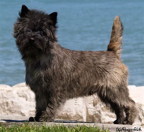 Grooming your Cairn Terrier