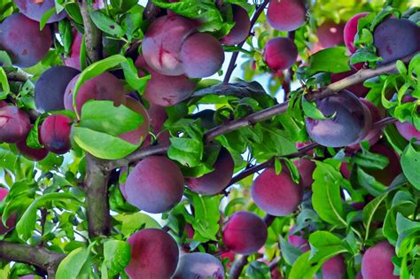 11 Dwarf Fruit Trees You Can Grow in Small Yards