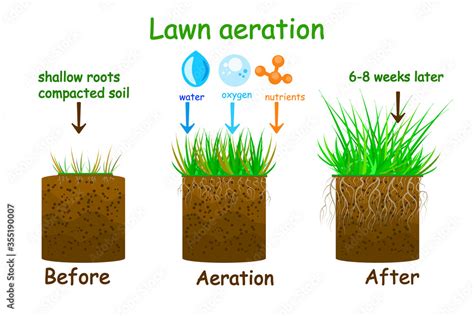 Lawn aeration stage illustration. Before and after aeration. Gardening ...