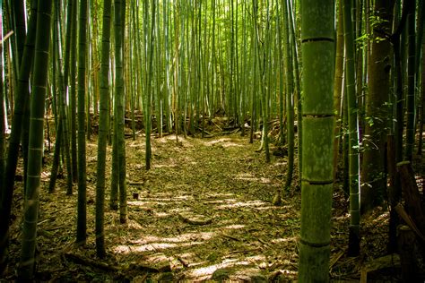 Find your inner zen at Arashiyama’s Sagano Bamboo Forest, Kyoto ...