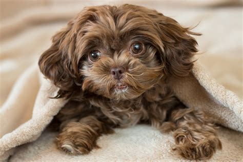 Shih-Poo (Shih-Tzu & Poodle Mix): Info, Pictures, Facts, Personality ...