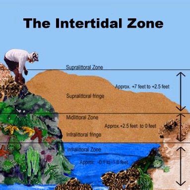 Intertidal Zone Drawing