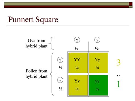 Punnett Square Diagram What Is A Punnett Square And Why Is I