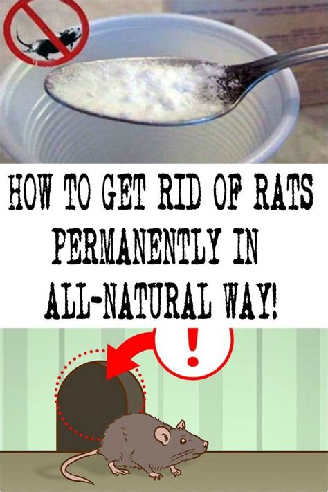 What Gets Rid Of The Smell Of Rat Urine - HOWOTREMVO