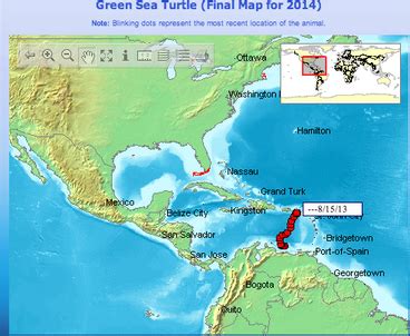 Migration - Green Sea Turtles