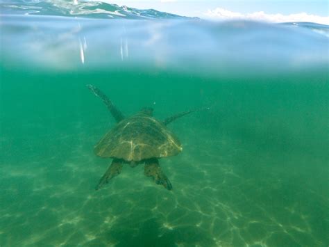 Snorkeling with Turtles in Maui