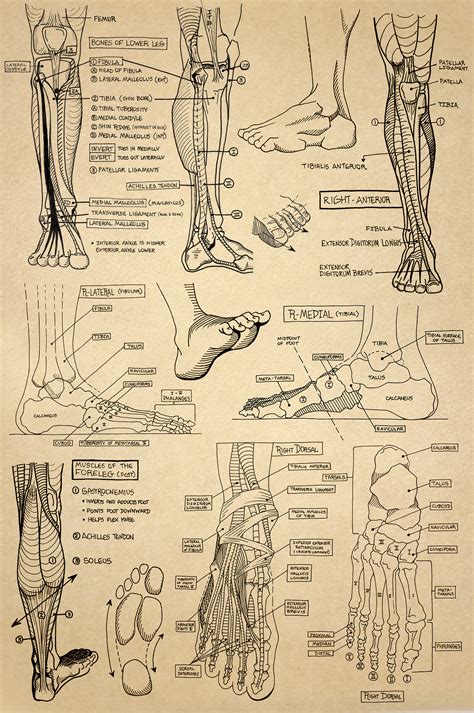 Anatomy Sketchbook :: Behance