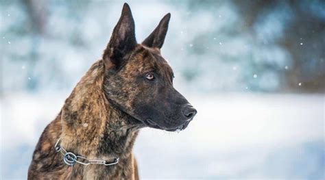 Brindle Dog Breeds: 25 Striped Pups With Beautiful Coats | Canine Journal