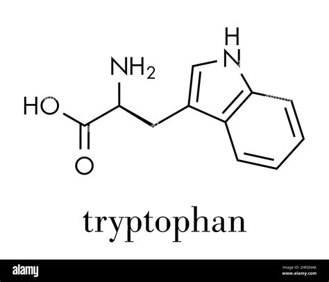 L tryptophan Stock Vector Images - Alamy