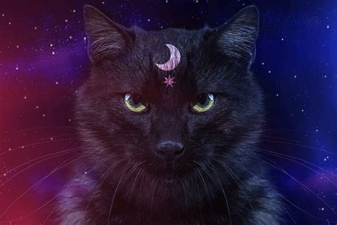 130 Spiritual Cat Names for Mystical Mousers | Great Pet Care