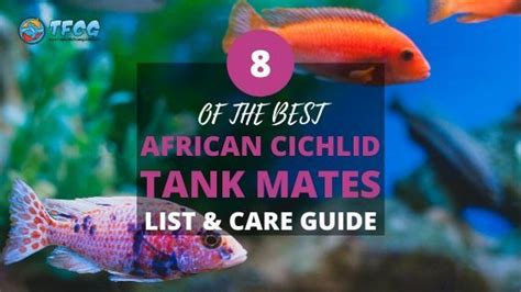 8 Best African Cichlid Tank Mates [Massive List & Care Guide] 2020