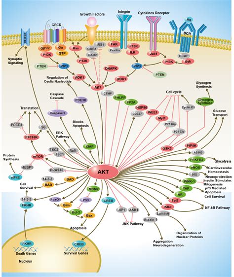 Signaling Pathways | Sino Biological