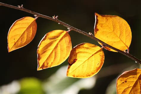 Golden Orange Fall Leaves in Sunlight CloseUp – Photos Public Domain