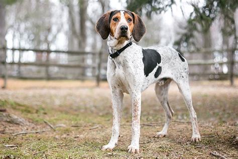 Treeing Walker Coonhound Dog Breed Information