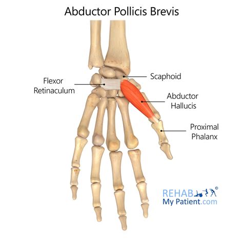 Abductor Pollicis Brevis Rehab My Patient - DaftSex HD