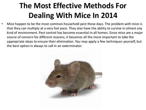 The Most Effective Methods For Dealing With Mice in 2014