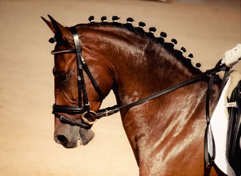 8 Wonderful Horse Hairstyles Cute Check more at https://www.maneleradio ...