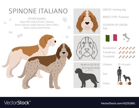 Spinone italiano coat colors different poses Vector Image