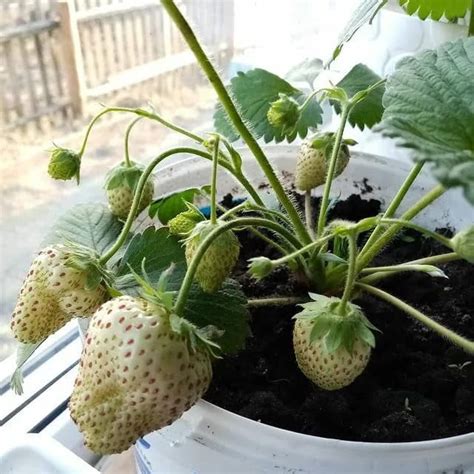 FUN AND GROW SEEDS: MMF7 Seeds Alpine Strawberry Yellow Wonder Non GMO ...