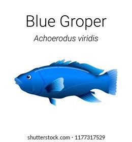 186 Blue groper Images, Stock Photos & Vectors | Shutterstock