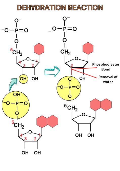 Draw the formation of a phosphodiester bond that results fro | Quizlet