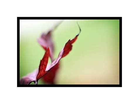 Autumn Leaf Photograph Red Leaf Picture Minimal Photo Print - Etsy