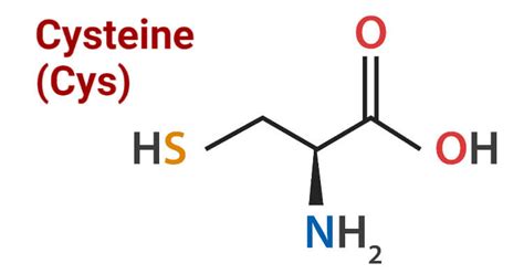 Cysteine- Definition, Structure, Properties, Biosynthesis, Uses