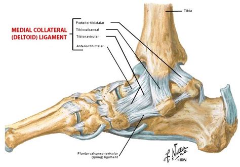 Medial Ankle Ligament - fingersandfeathersh