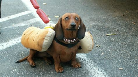 10 Sausage Dogs Dressed as Wieners for Hot Dog Day | The Dog People by ...