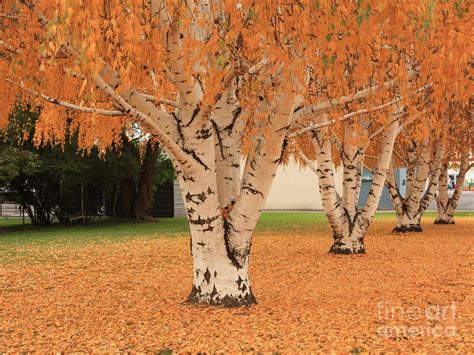 Prosser - Autumn Birch Trees Photograph by Carol Groenen - Pixels