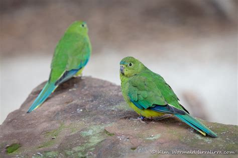 Orange-bellied Parrot « lirralirra