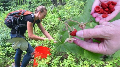 Foraging For Wild Edible Plants & Bartering With Free Forest Food ...