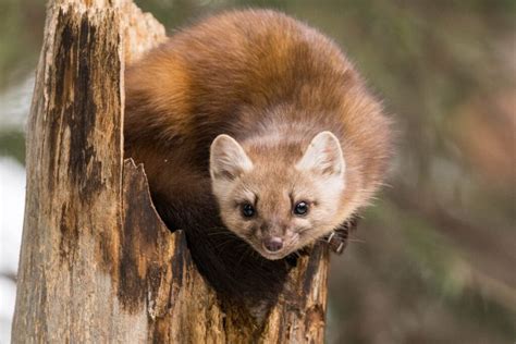 American Marten