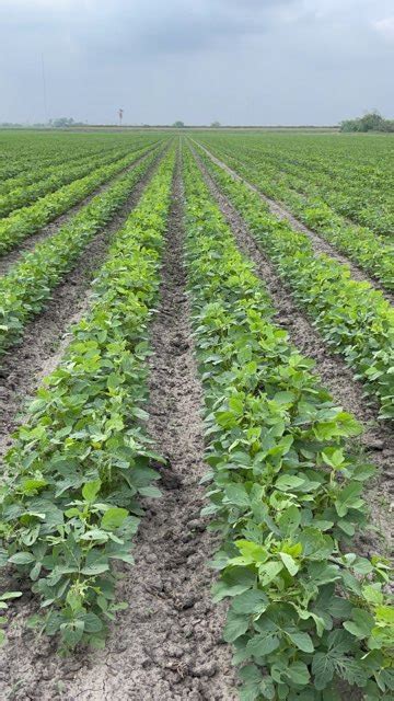 Development of Unique Soybean Varieties Fills Export Gap - Research ...