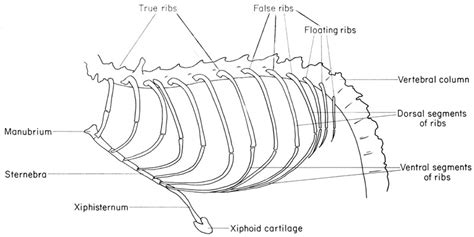 Anatomy Rib Cage : Anatomy Thoracic Cage Rib Cage Diagram Quizlet ...