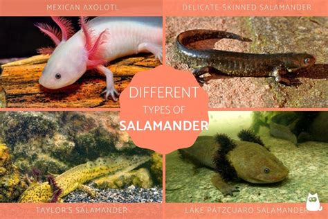 10 Different Types Of Salamander Species Colors And Patterns | Porn Sex ...