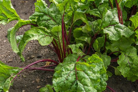 How to Grow and Plant Beets