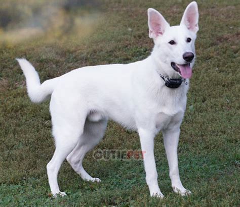 American White Shepherd popularity, price, lifespan, origin, colors