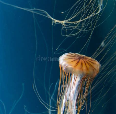 Chrysaora Jellyfish Close-up Stock Photo - Image of danger, creature ...