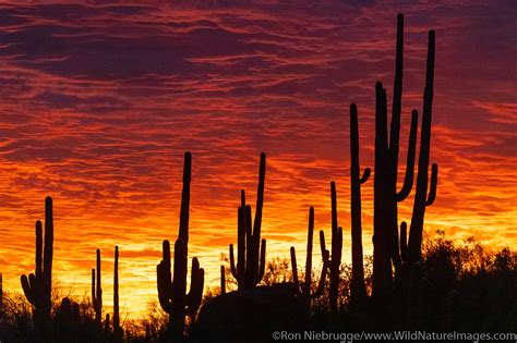 Sonoran Desert Sunset | Tucson, Arizona. | Photos by Ron Niebrugge