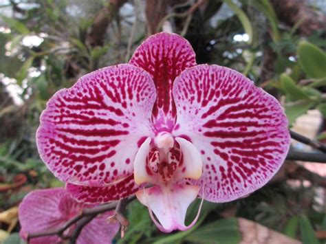 Madeira in bloom - Orchids : Grows on You