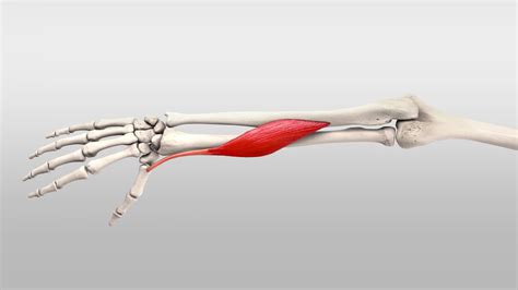 Musculus abductor pollicis longus - DocCheck