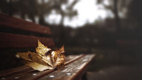 Gif - Autumn leaf by turst67 on deviantART