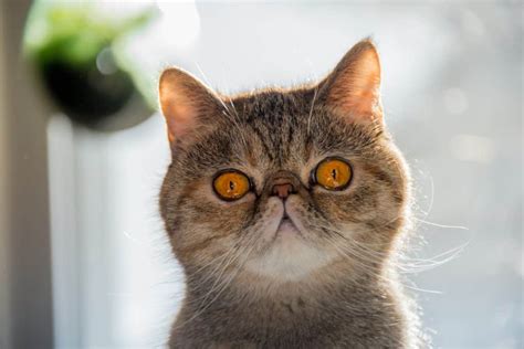 Ugly Cat Breeds: 3 That Make Lovely Pets - PD Insurance NZ