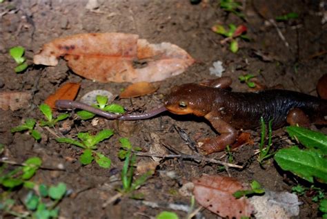 Japanese Fire-Bellied Newt Care Sheet | Reptiles' Cove